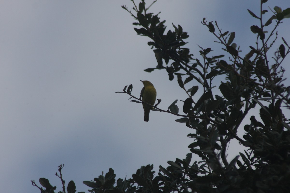 Yellow Warbler (Northern) - ML642833346