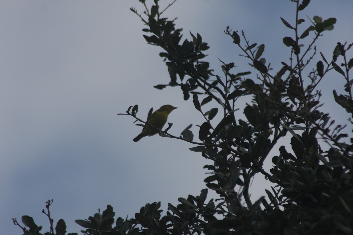 Yellow Warbler (Northern) - ML642833347