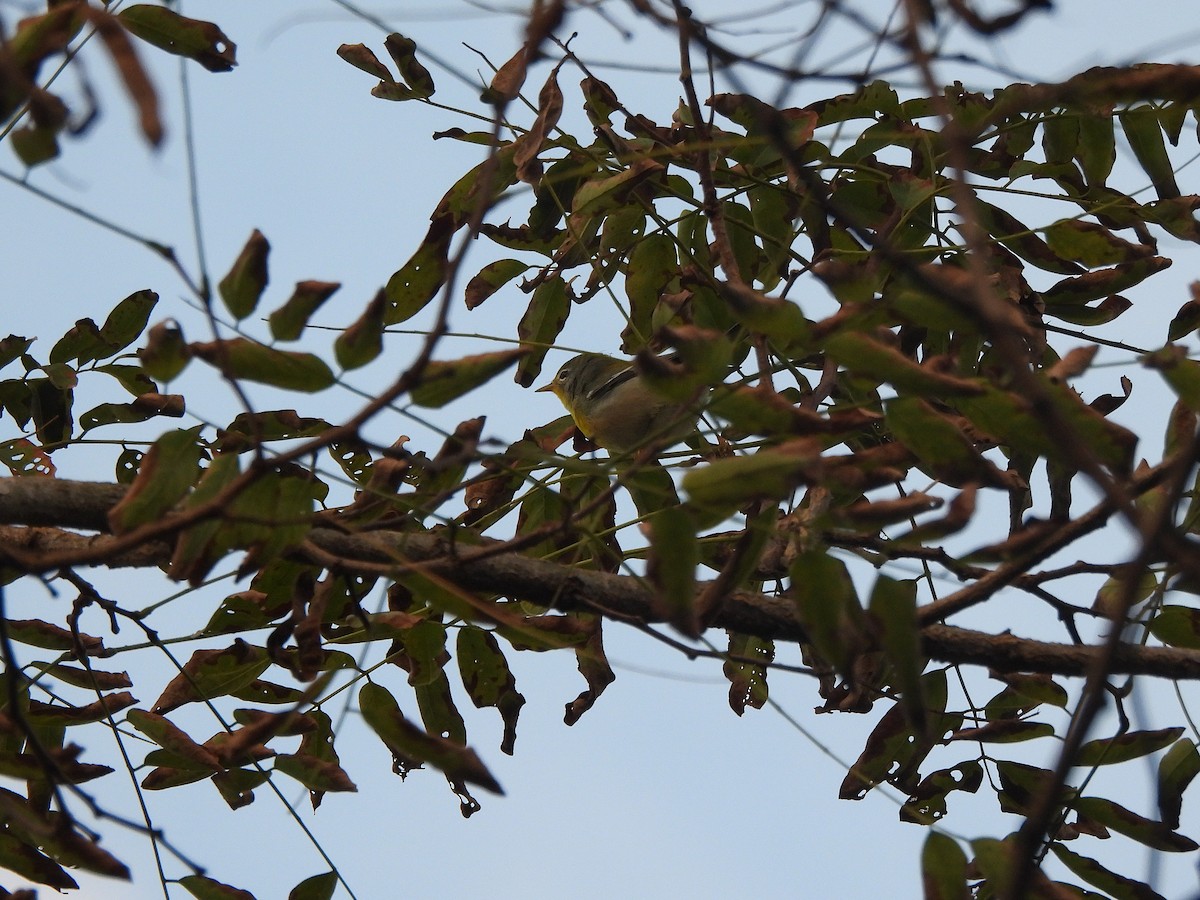 Northern Parula - ML642833349