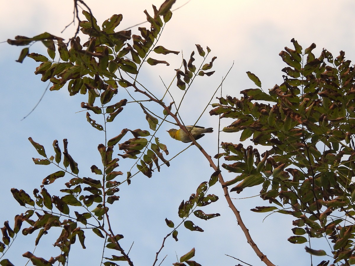 Kuzeyli Parula - ML642833350