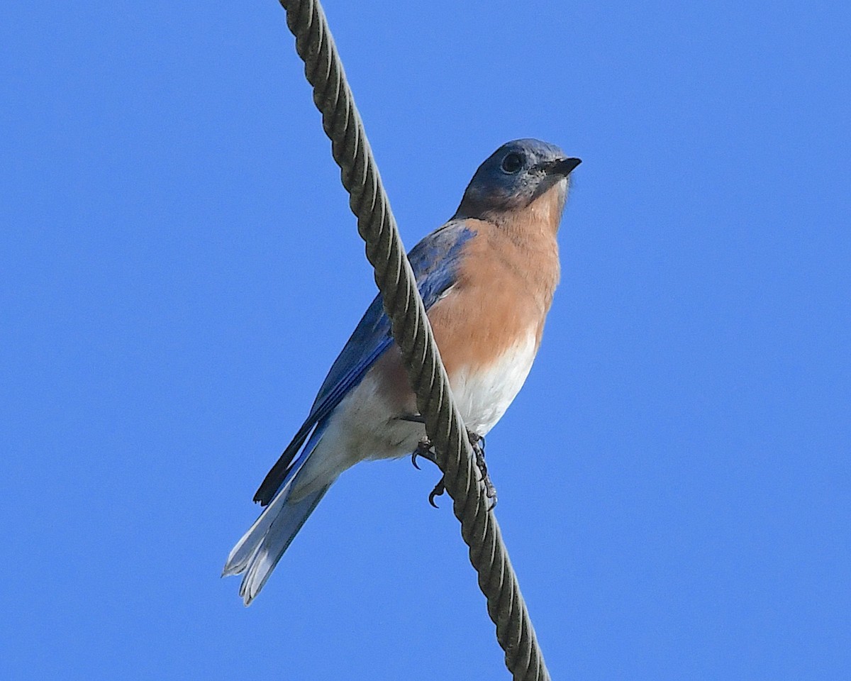 Eastern Bluebird - ML642833354