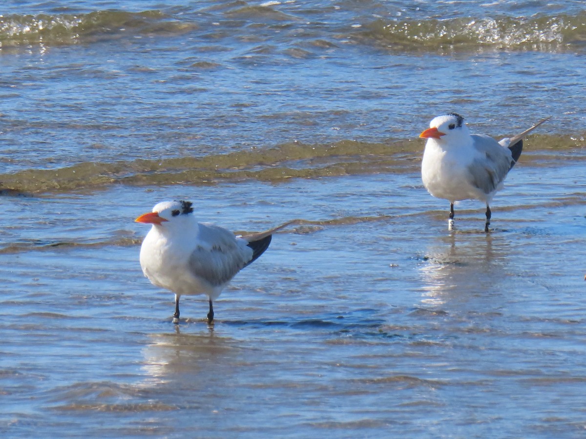 Royal Tern - ML642833393