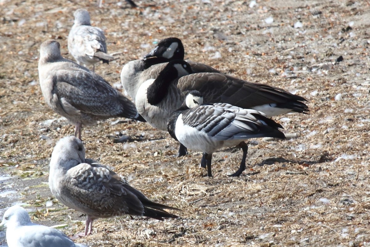 Barnacla Cariblanca - ML642833401