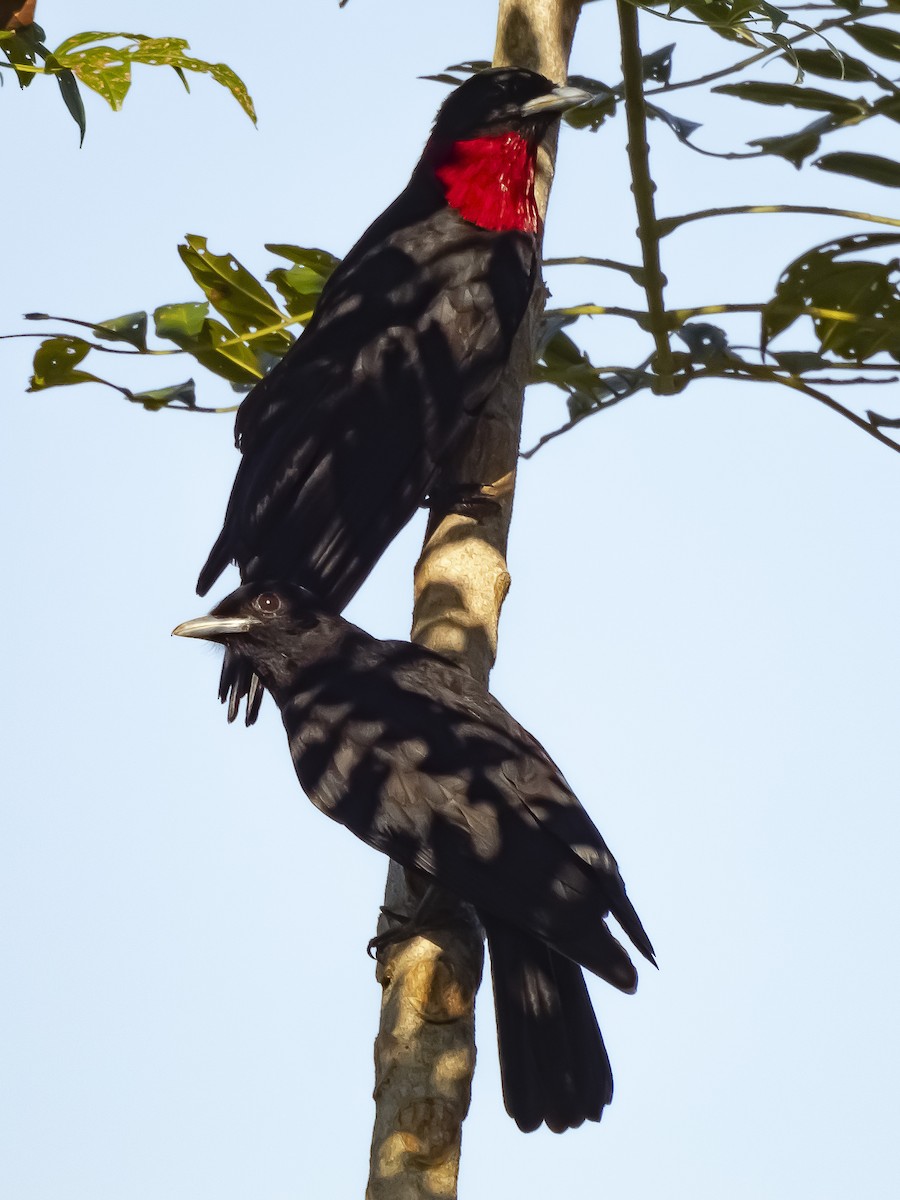 Purple-throated Fruitcrow - ML642833411