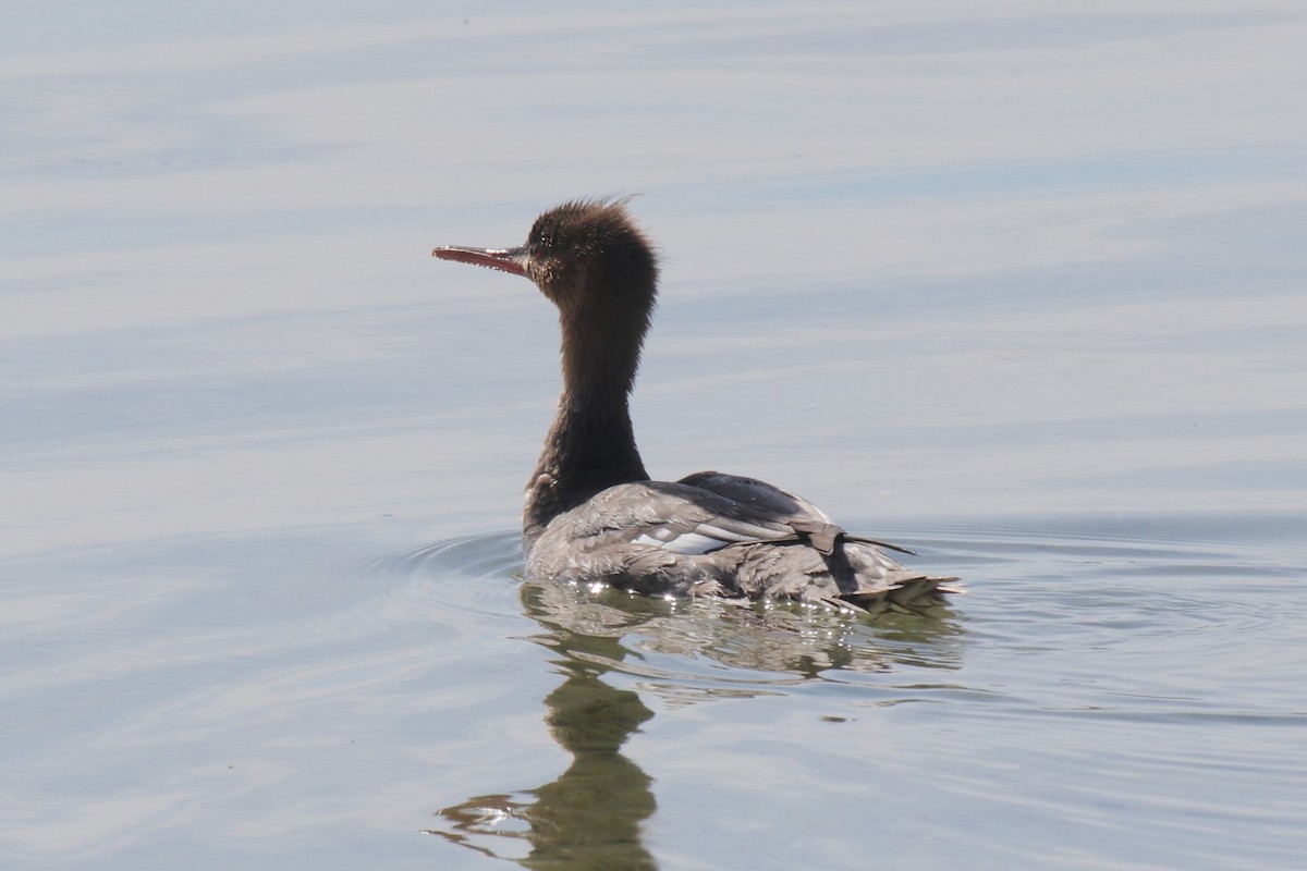 Serreta Mediana - ML642833417