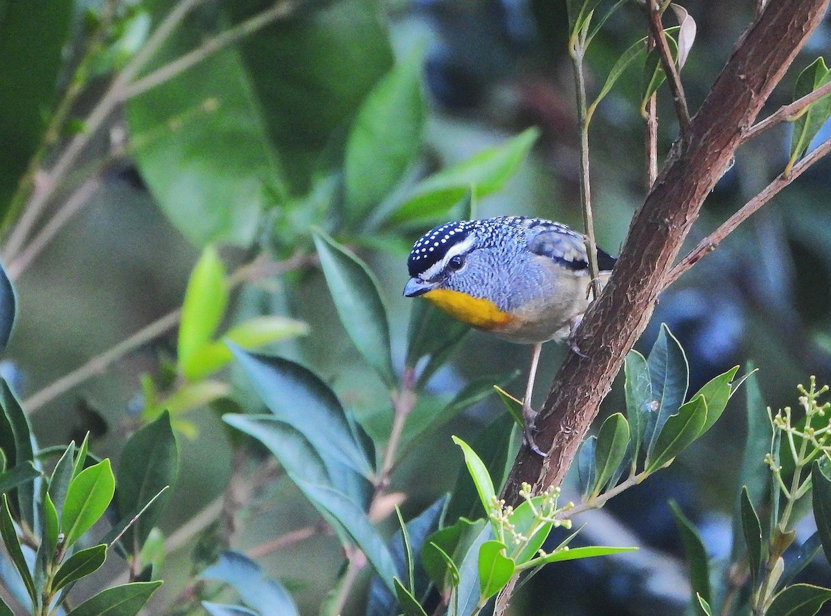 Spotted Pardalote - ML642833420