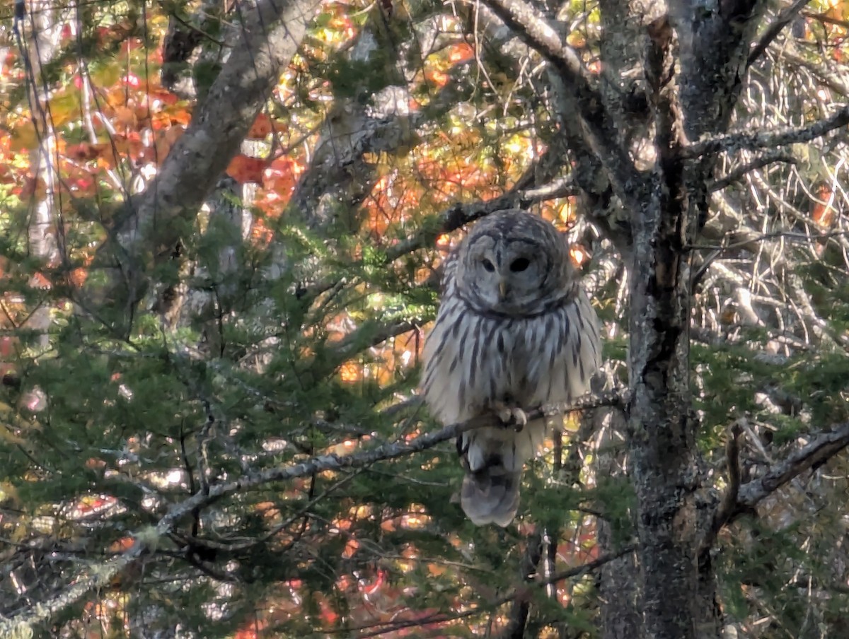 Barred Owl - ML642833422