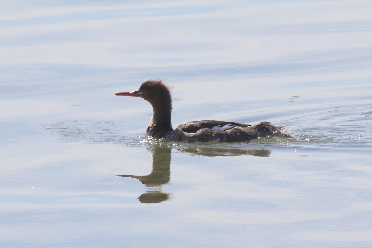 Serreta Mediana - ML642833424