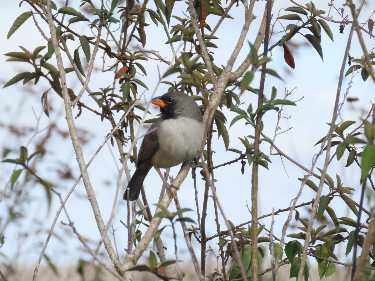 Black-throated Saltator - ML642833426