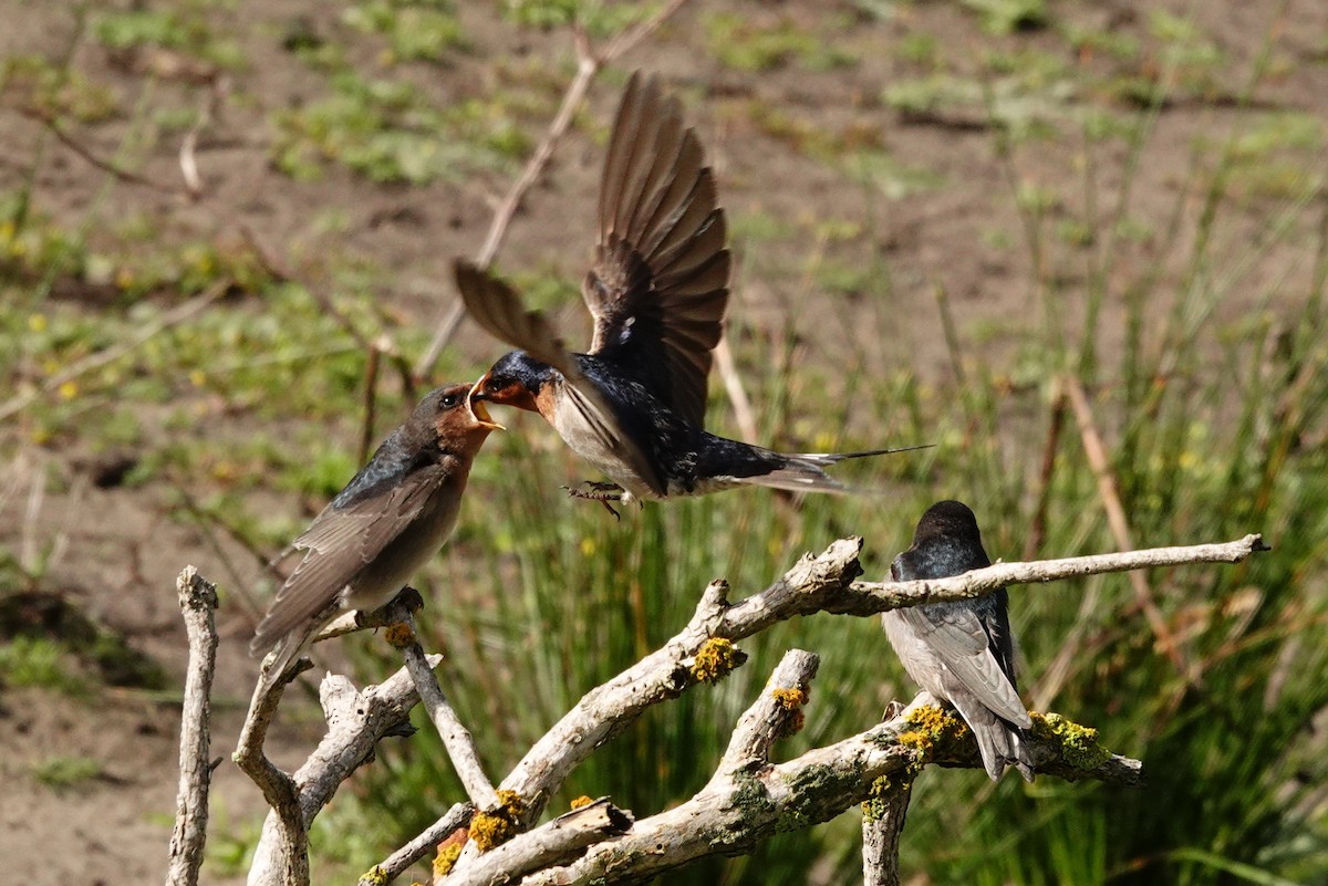 Hirondelle messagère - ML642833429