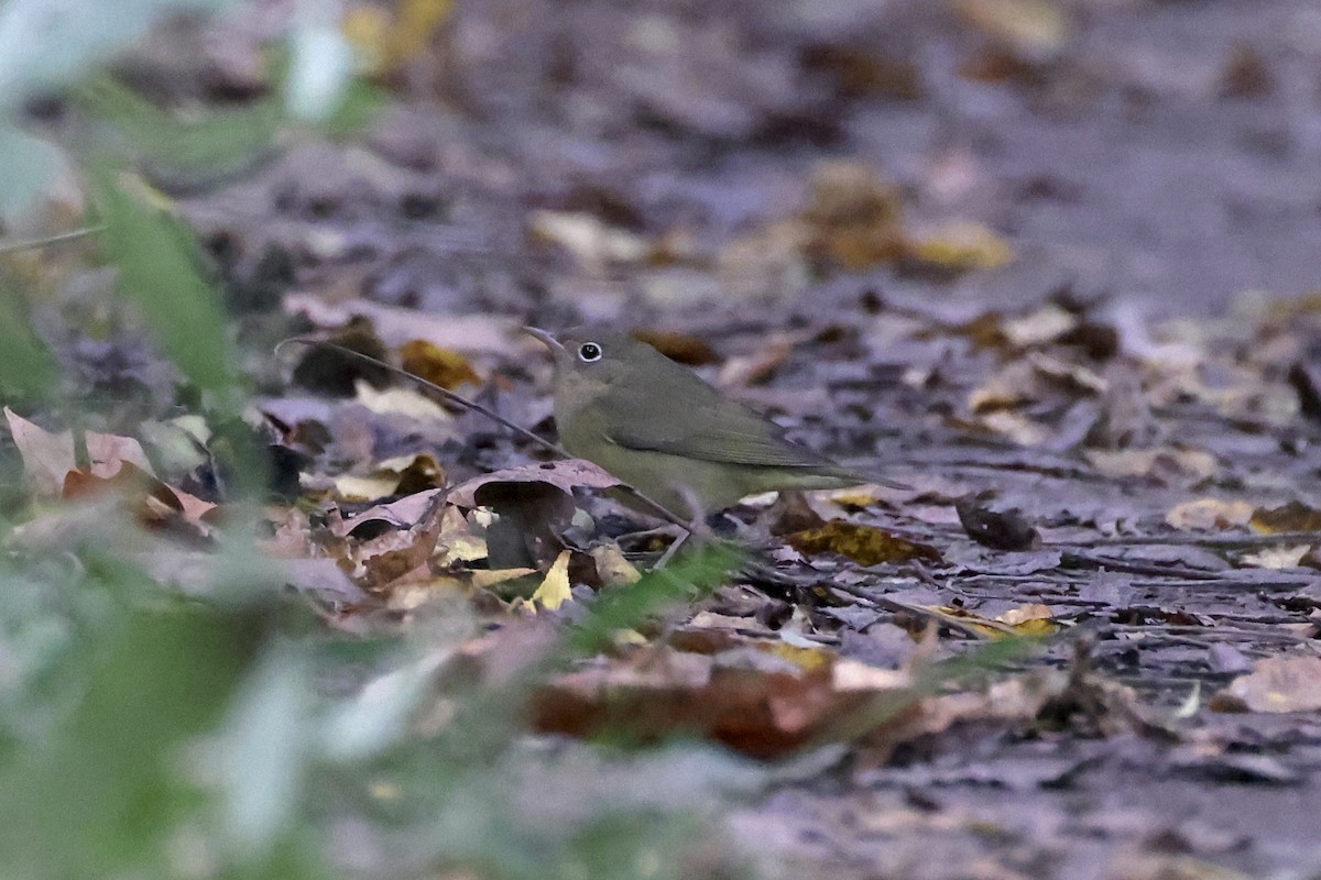 Connecticut Warbler - ML642833435