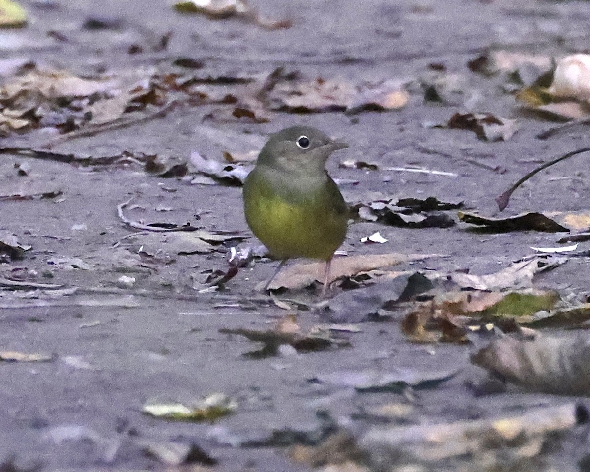 Connecticut Warbler - ML642833436