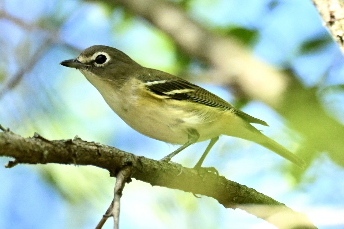Blue-headed Vireo - ML642833438