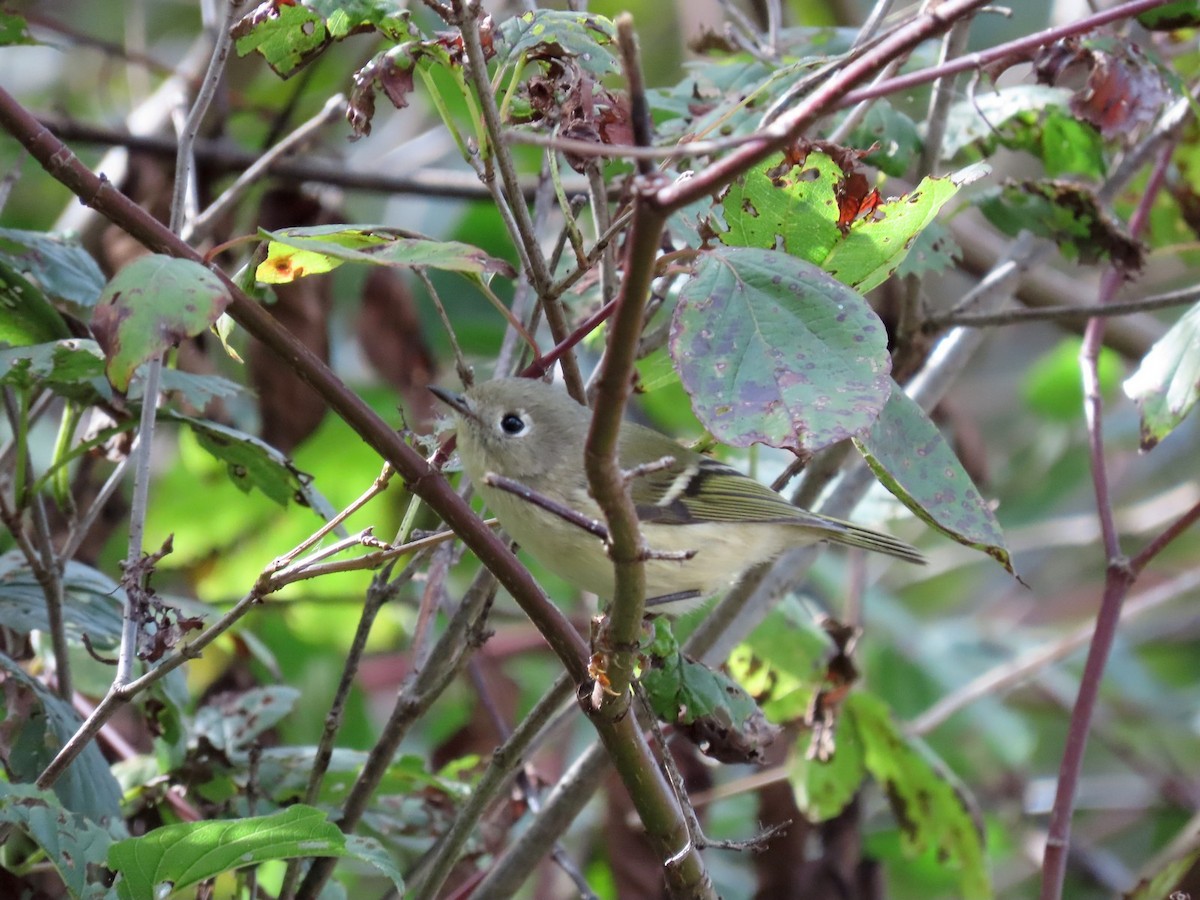 Ruby-crowned Kinglet - ML642833441