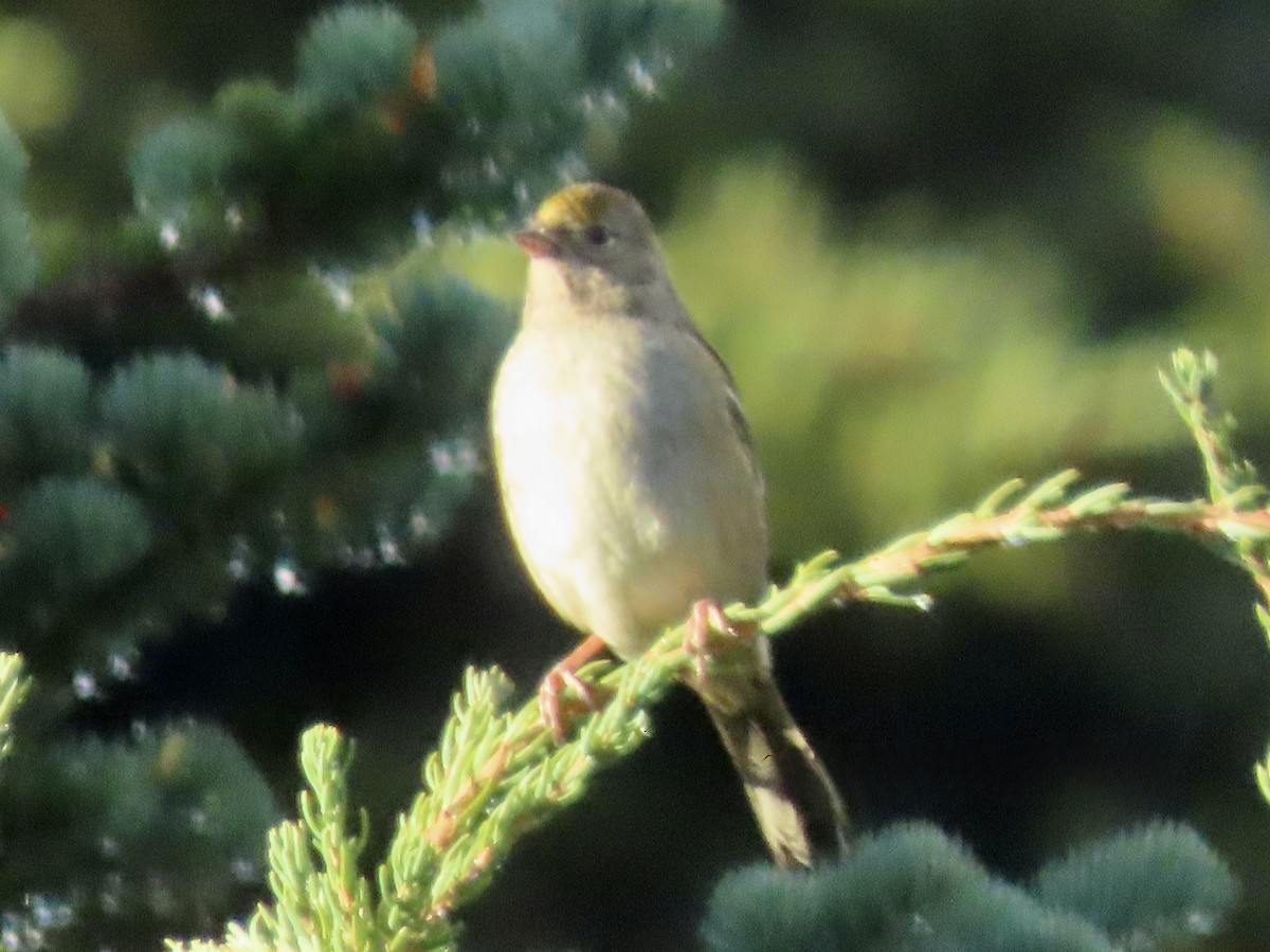 Golden-crowned Sparrow - ML642833444