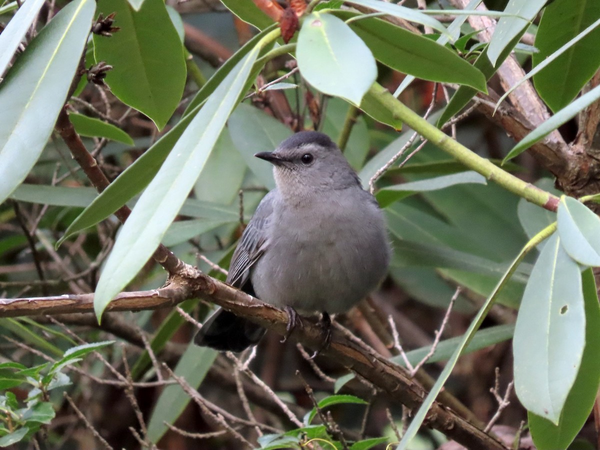 Gray Catbird - ML642833445