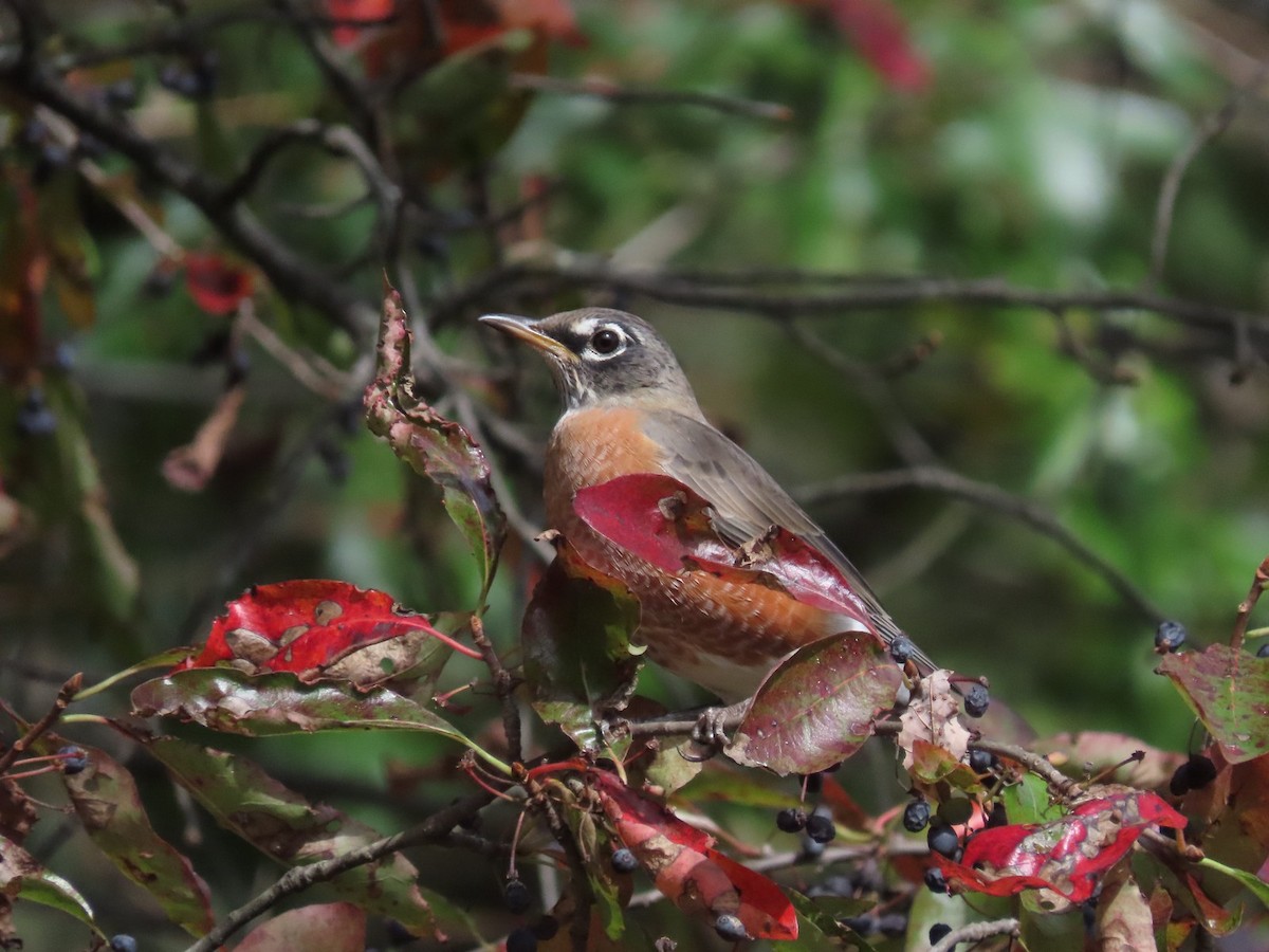 American Robin - ML642833447