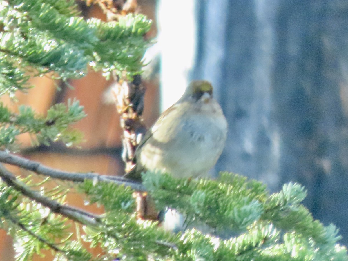 Golden-crowned Sparrow - ML642833463