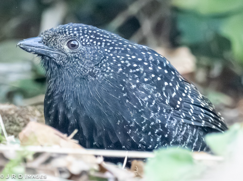 Large-tailed Antshrike - ML642833467