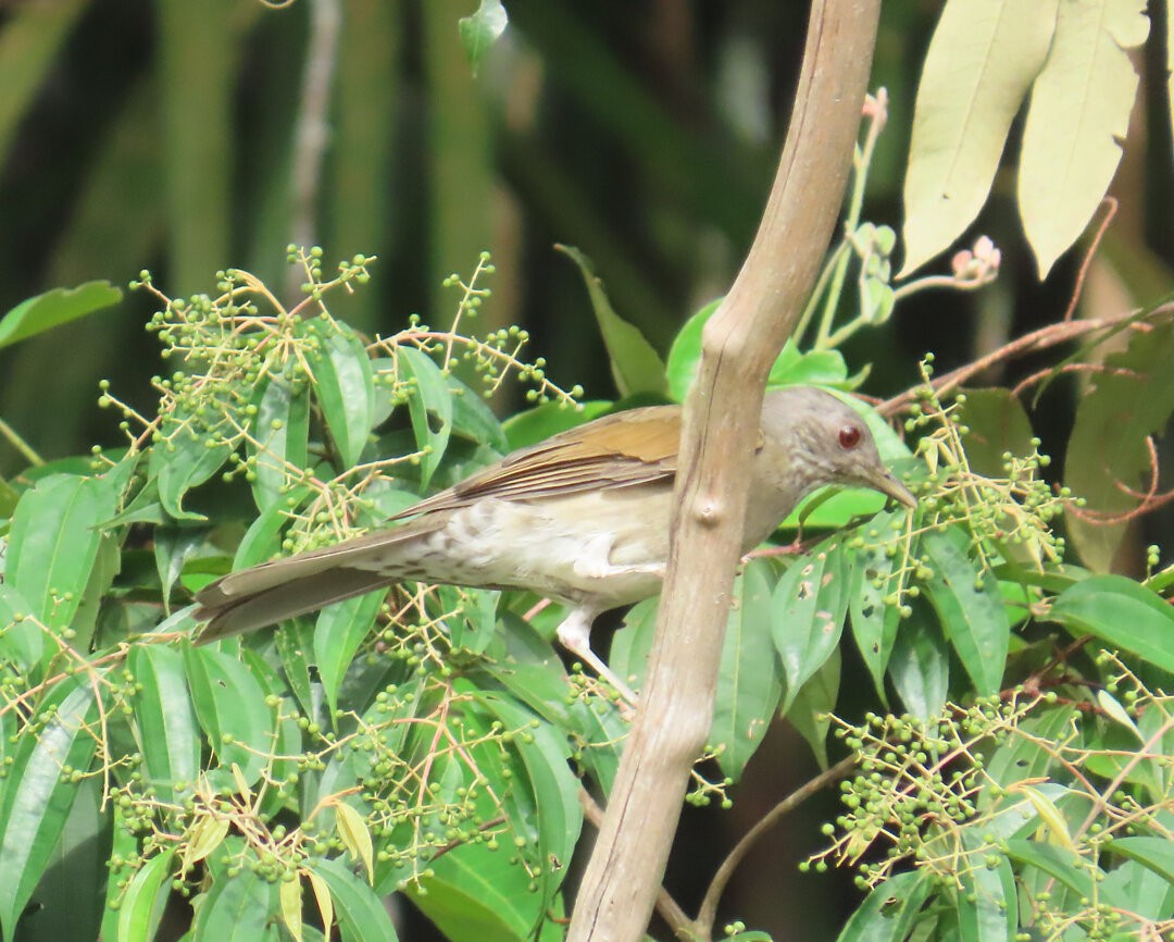 Pale-breasted Thrush - ML642833472