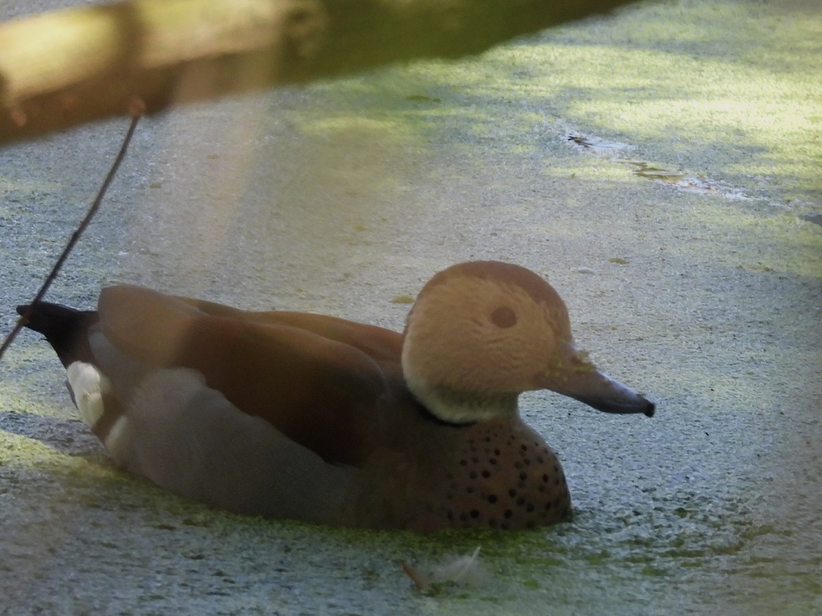 Ringed Teal - ML642833476