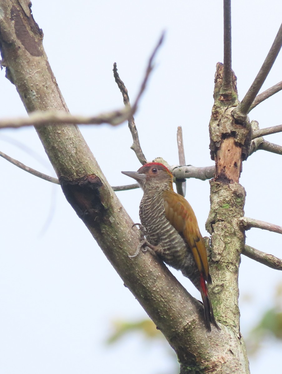 Red-rumped Woodpecker - ML642833478