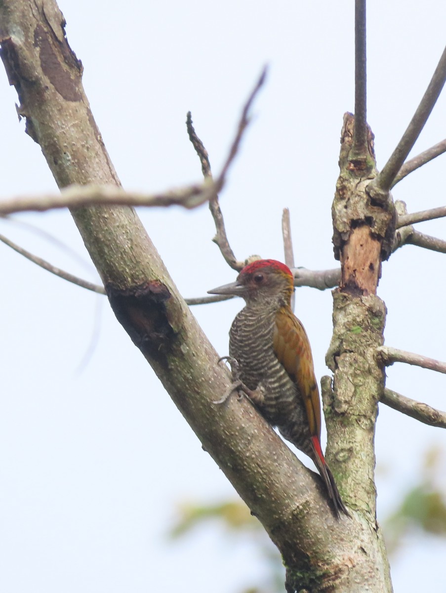 Red-rumped Woodpecker - ML642833480