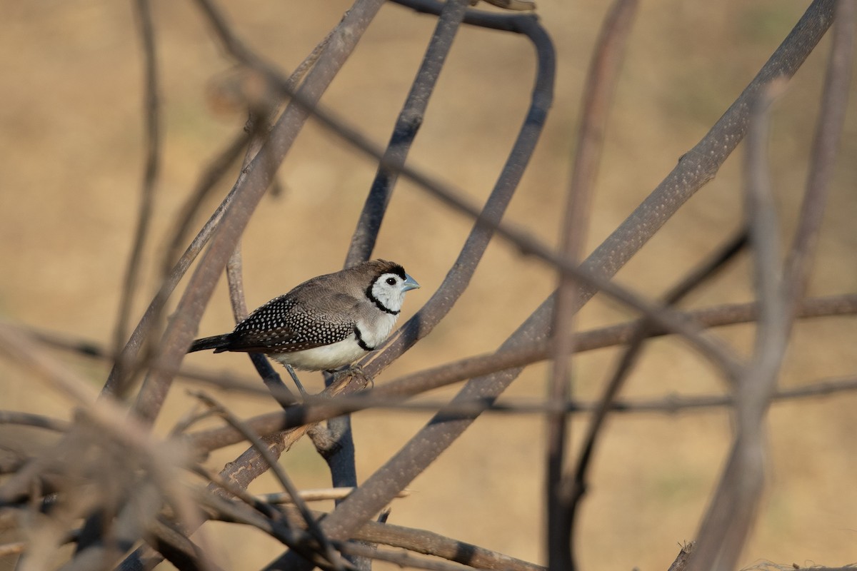 Double-barred Finch - ML642833481