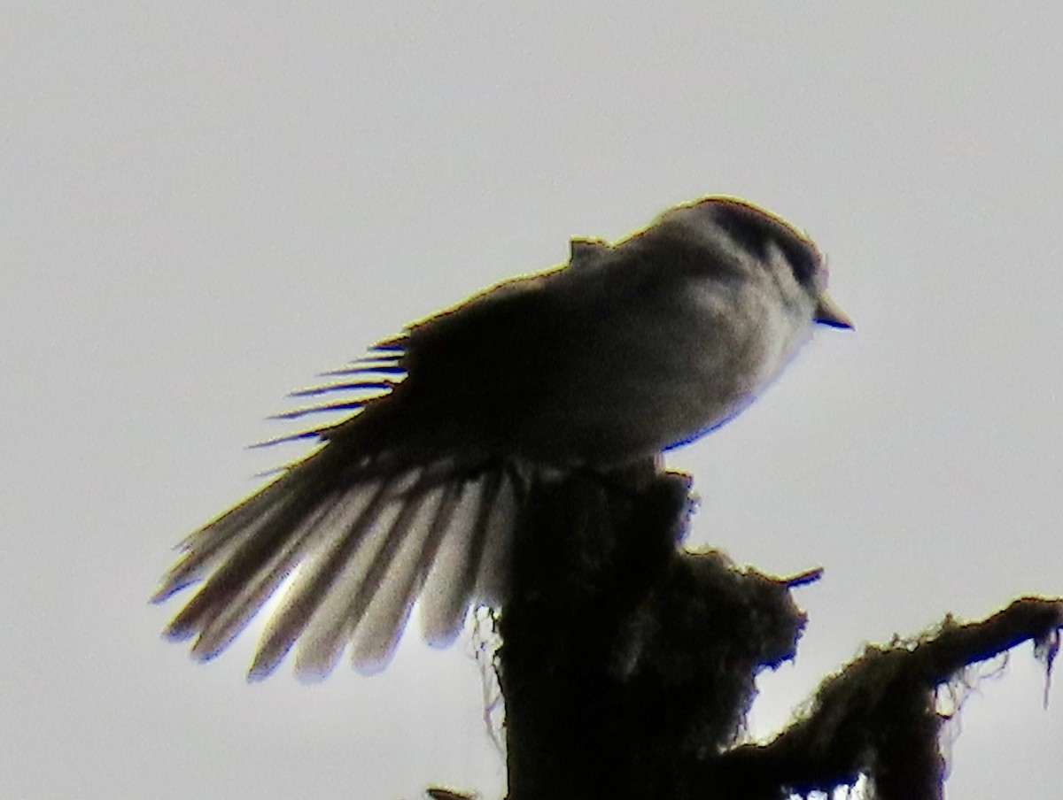 Canada Jay - ML642833482