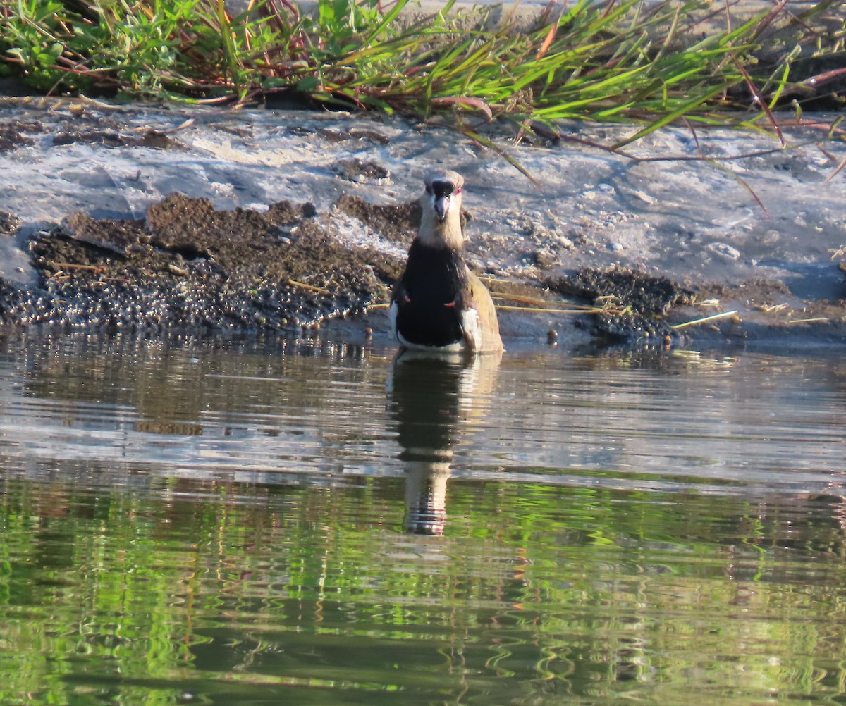 Southern Lapwing - ML642833485