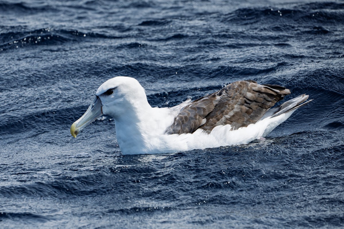 White-capped Albatross - ML642833486