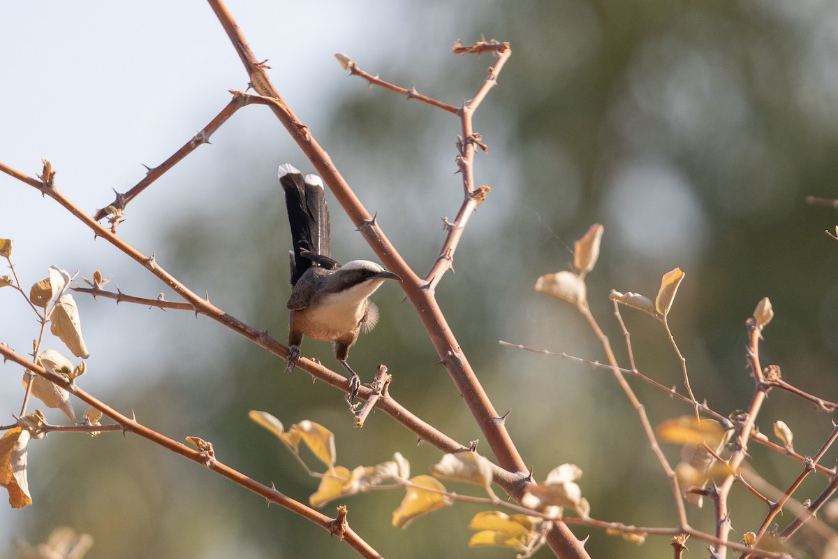 Gray-crowned Babbler - ML642833488