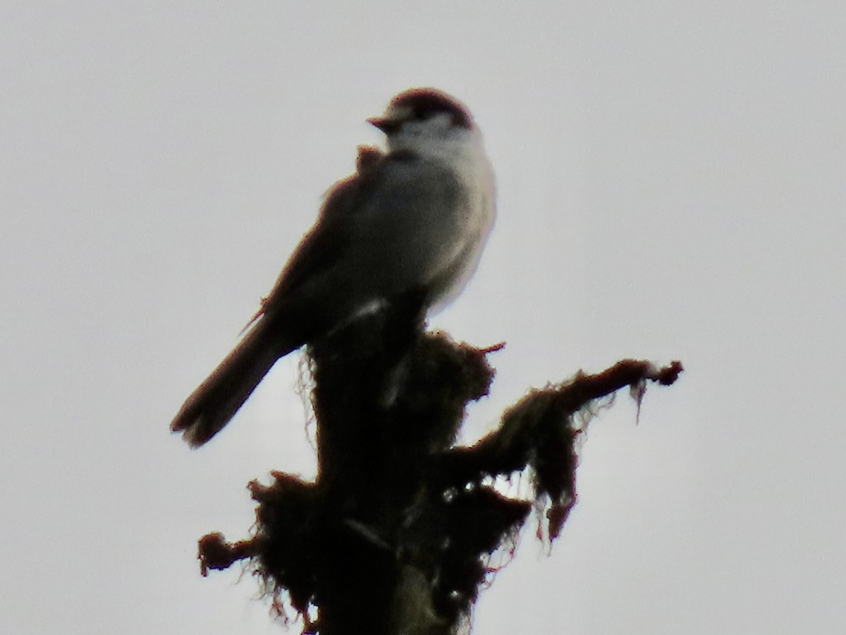 Canada Jay - ML642833489