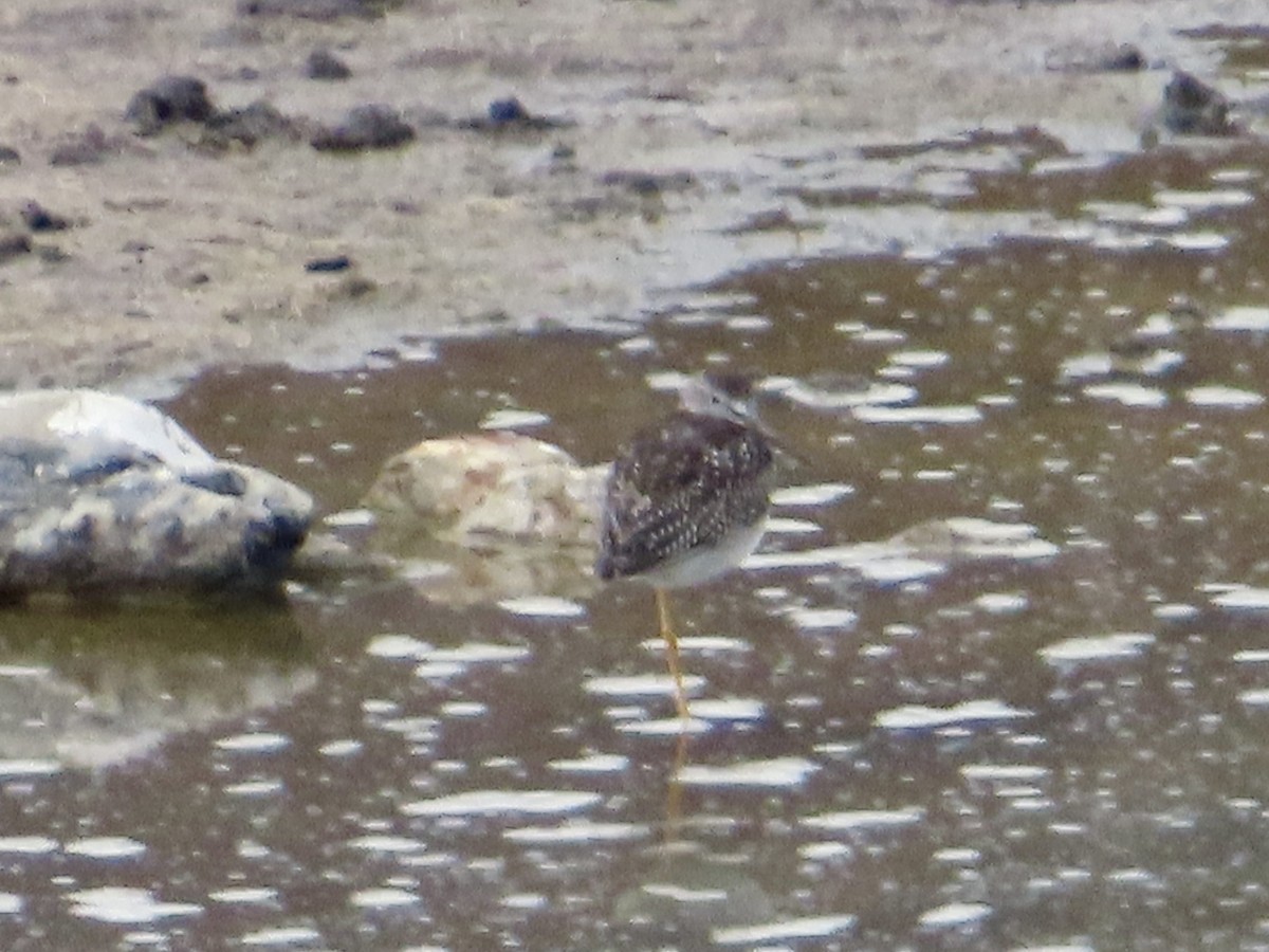 Greater Yellowlegs - ML642833490