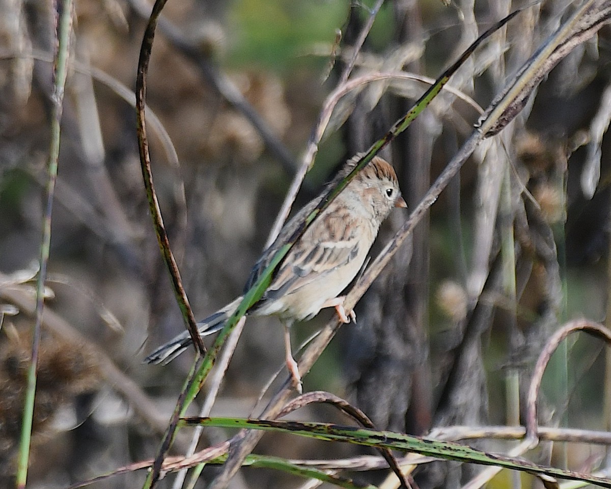 Field Sparrow - ML642833491