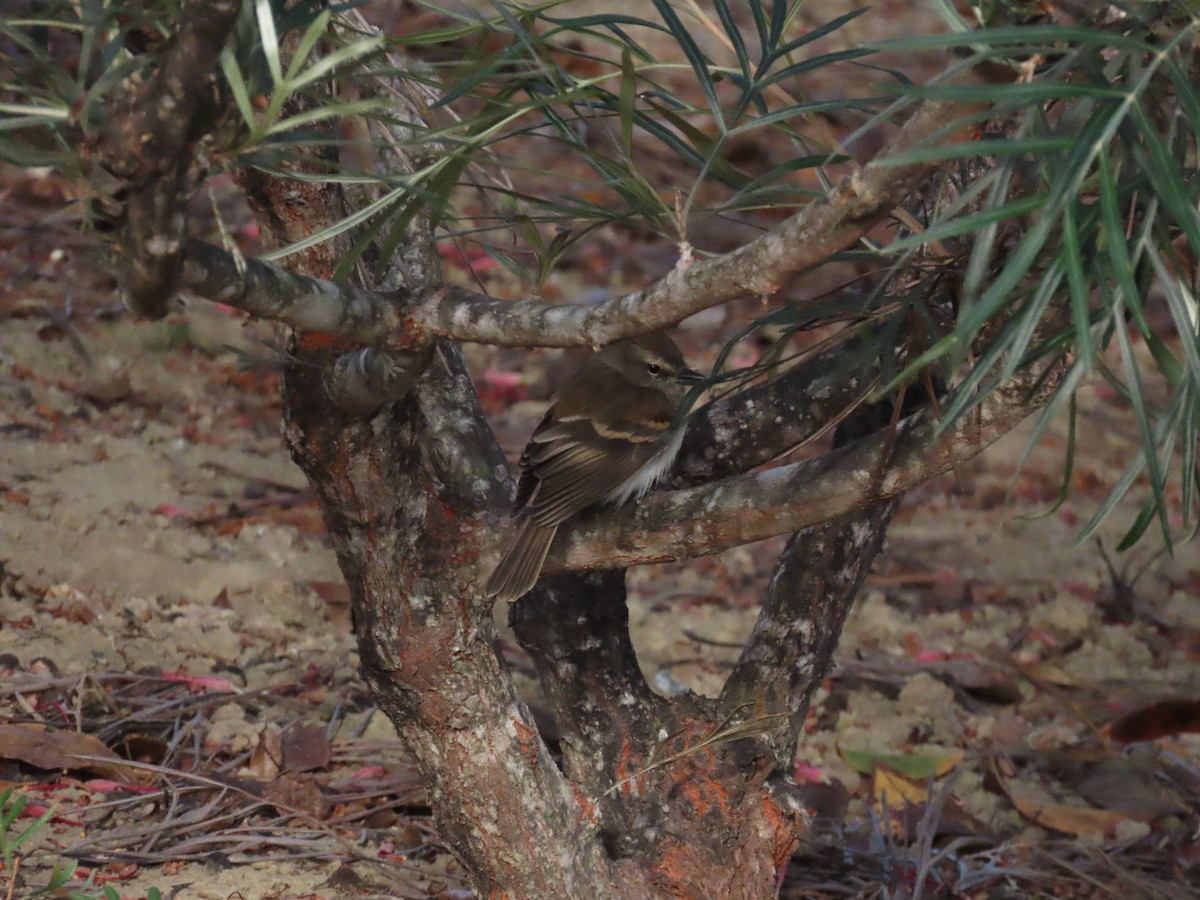 Fuscous Flycatcher - ML642833495