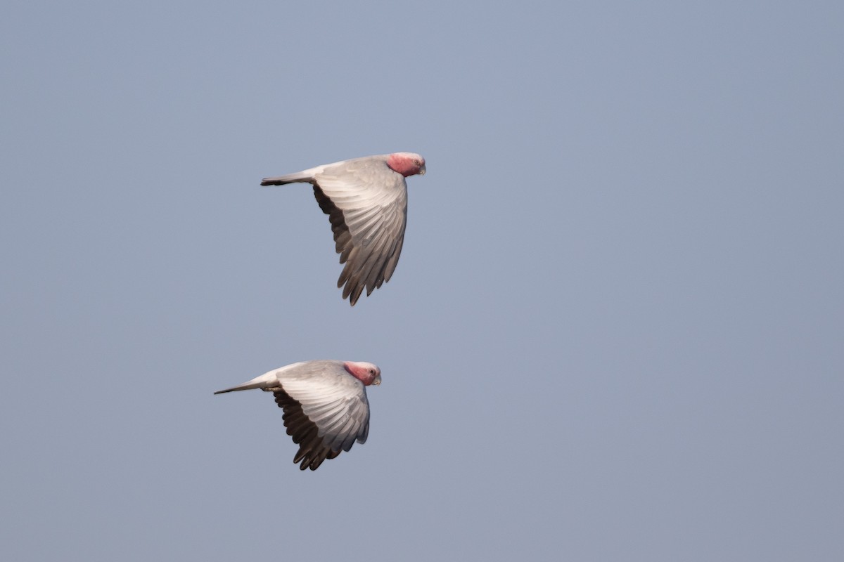 Galah - ML642833496