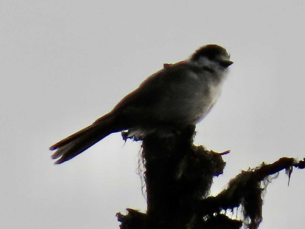 Canada Jay - ML642833497