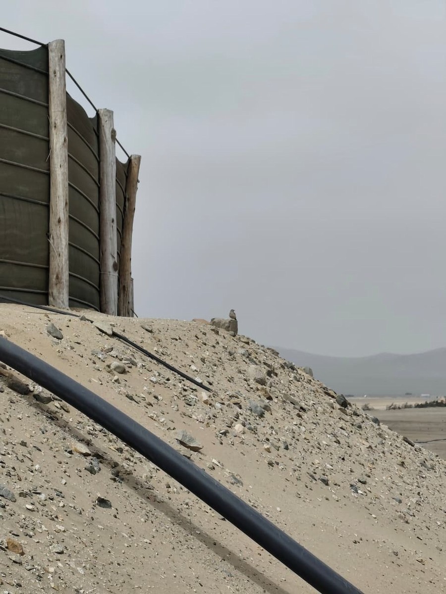 Coastal Miner - ML642833502