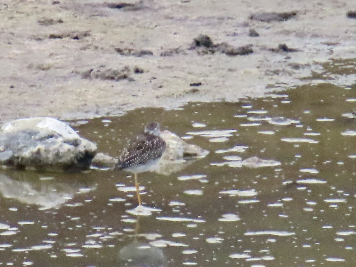 Greater Yellowlegs - ML642833504