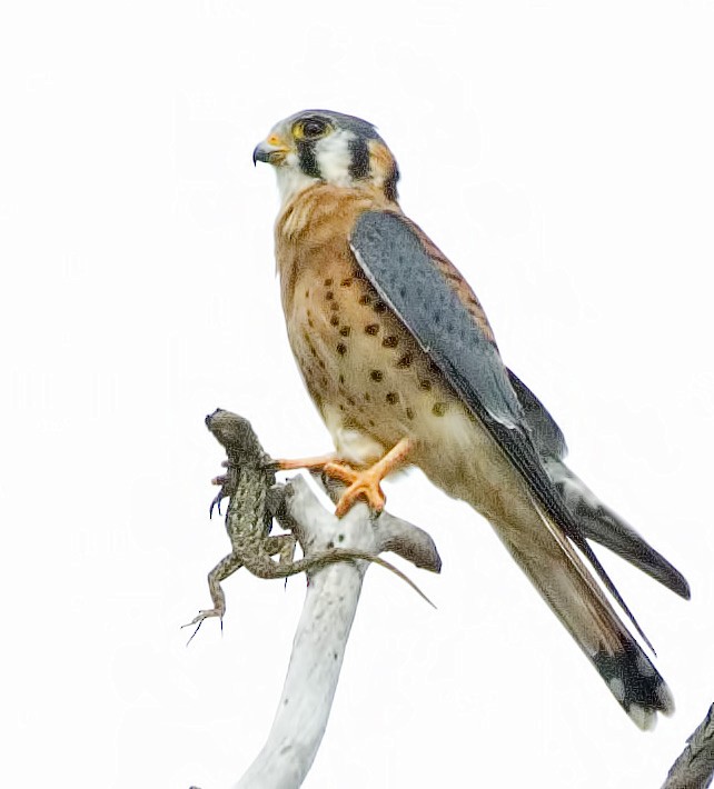 American Kestrel - ML642833505