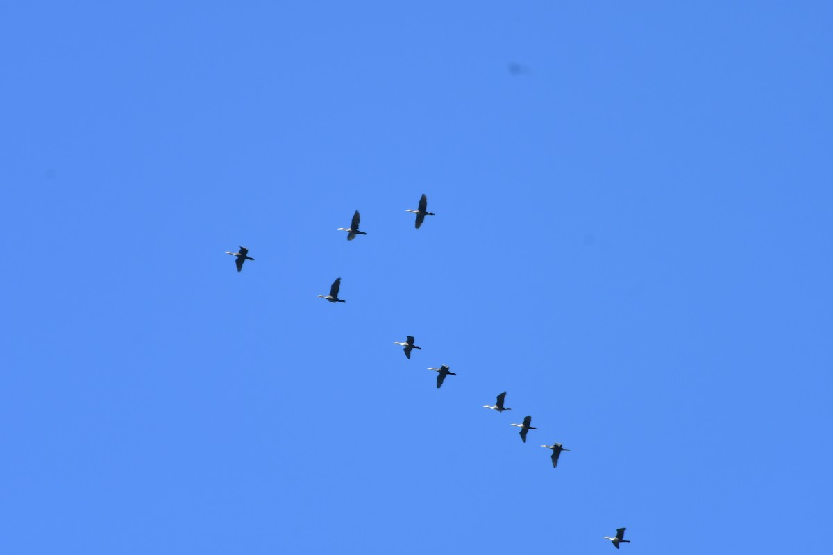 Double-crested Cormorant - ML642833506