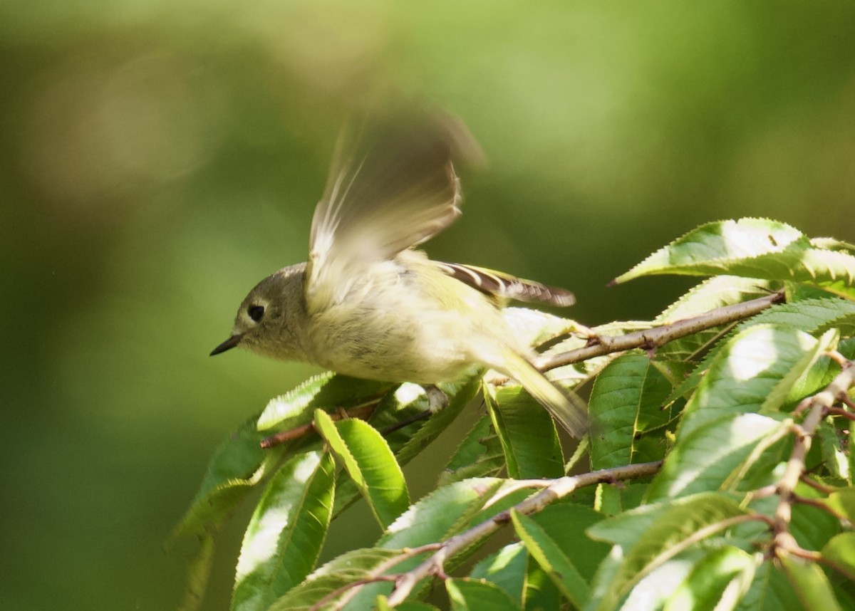 Ruby-crowned Kinglet - ML642833508