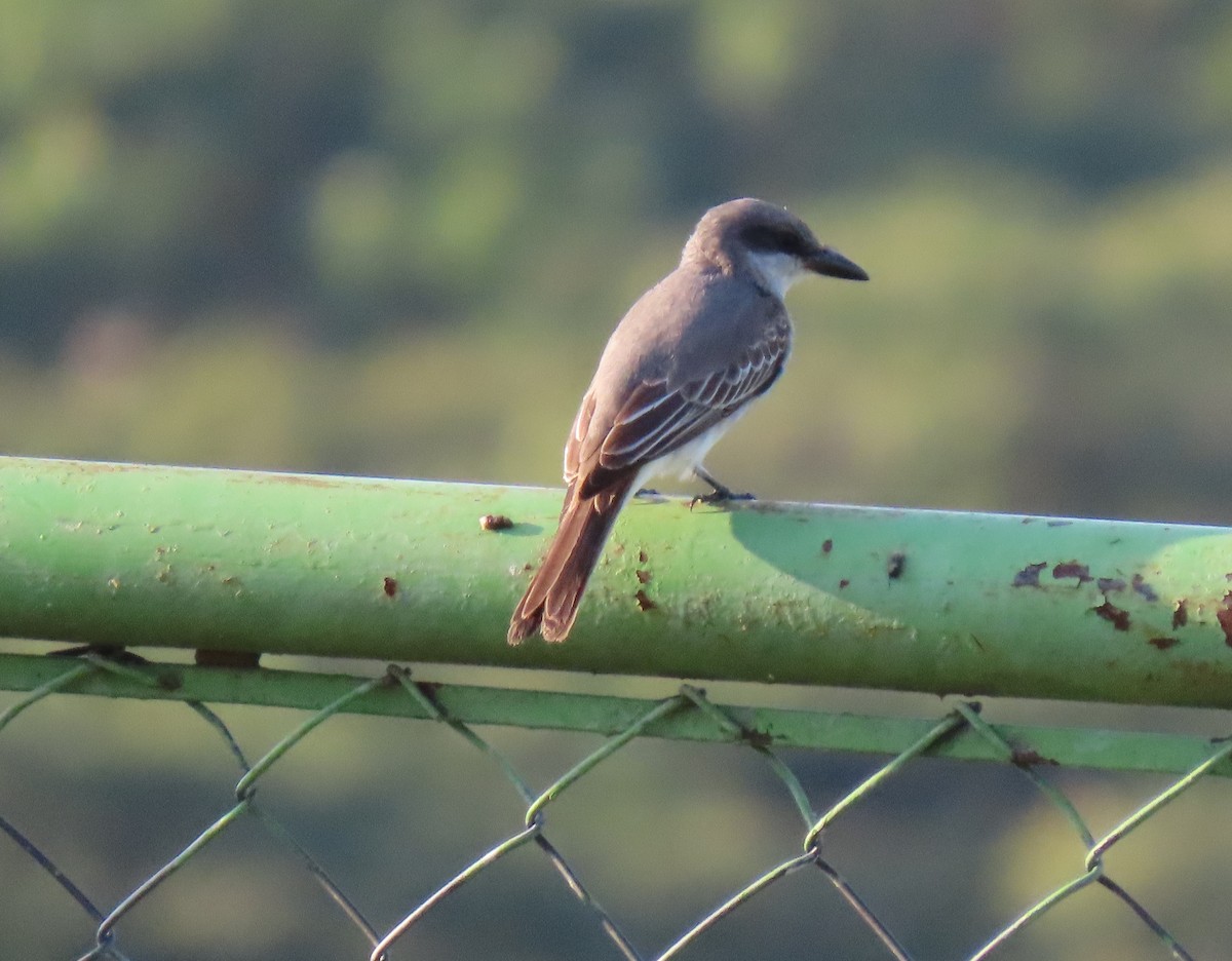Gray Kingbird - ML642833510