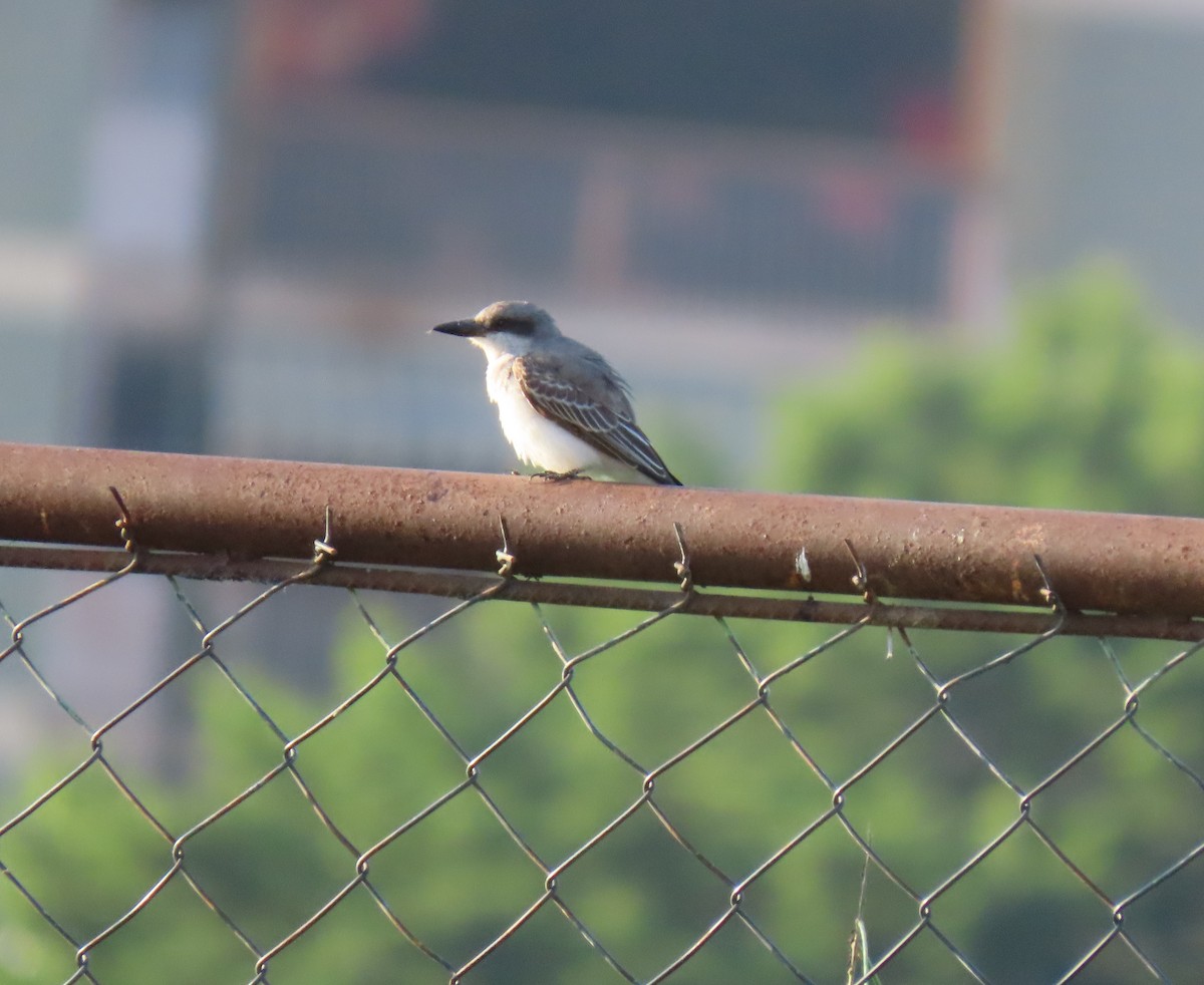 Gray Kingbird - ML642833512