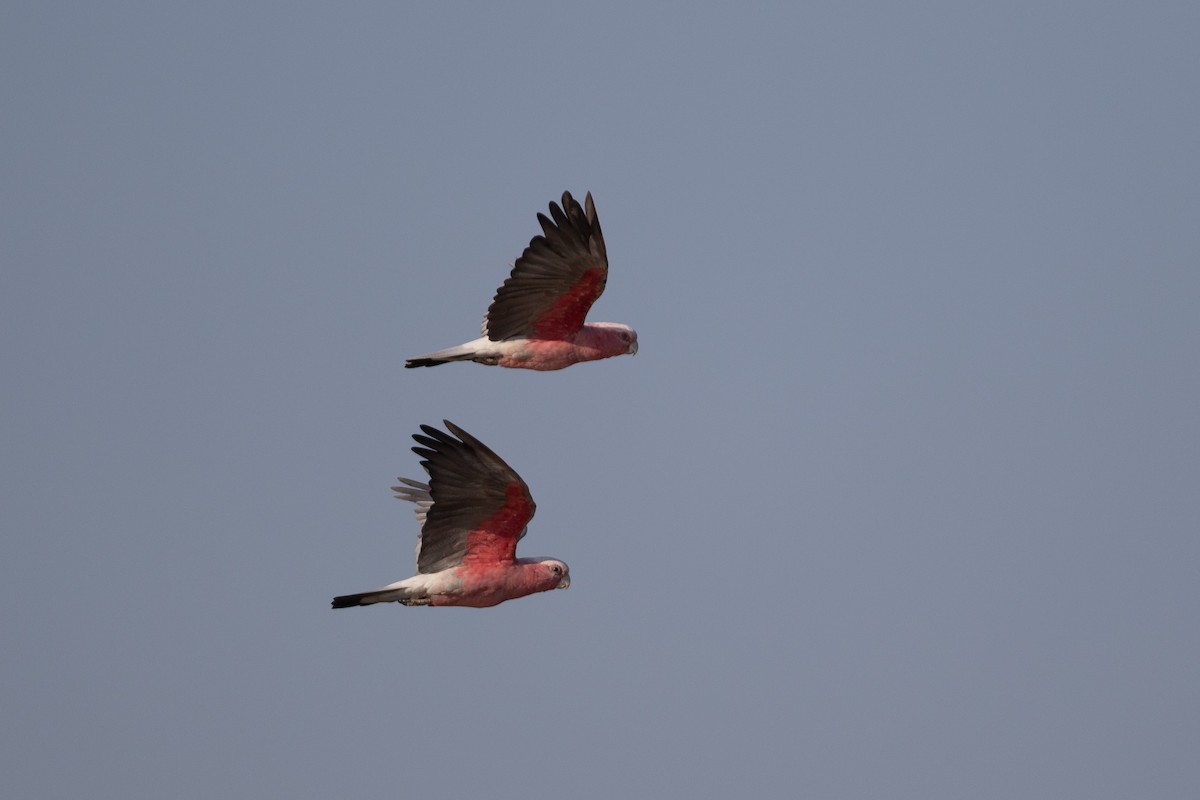 Galah - ML642833513