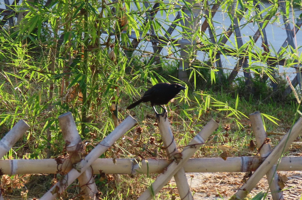 Carib Grackle - ML642833516