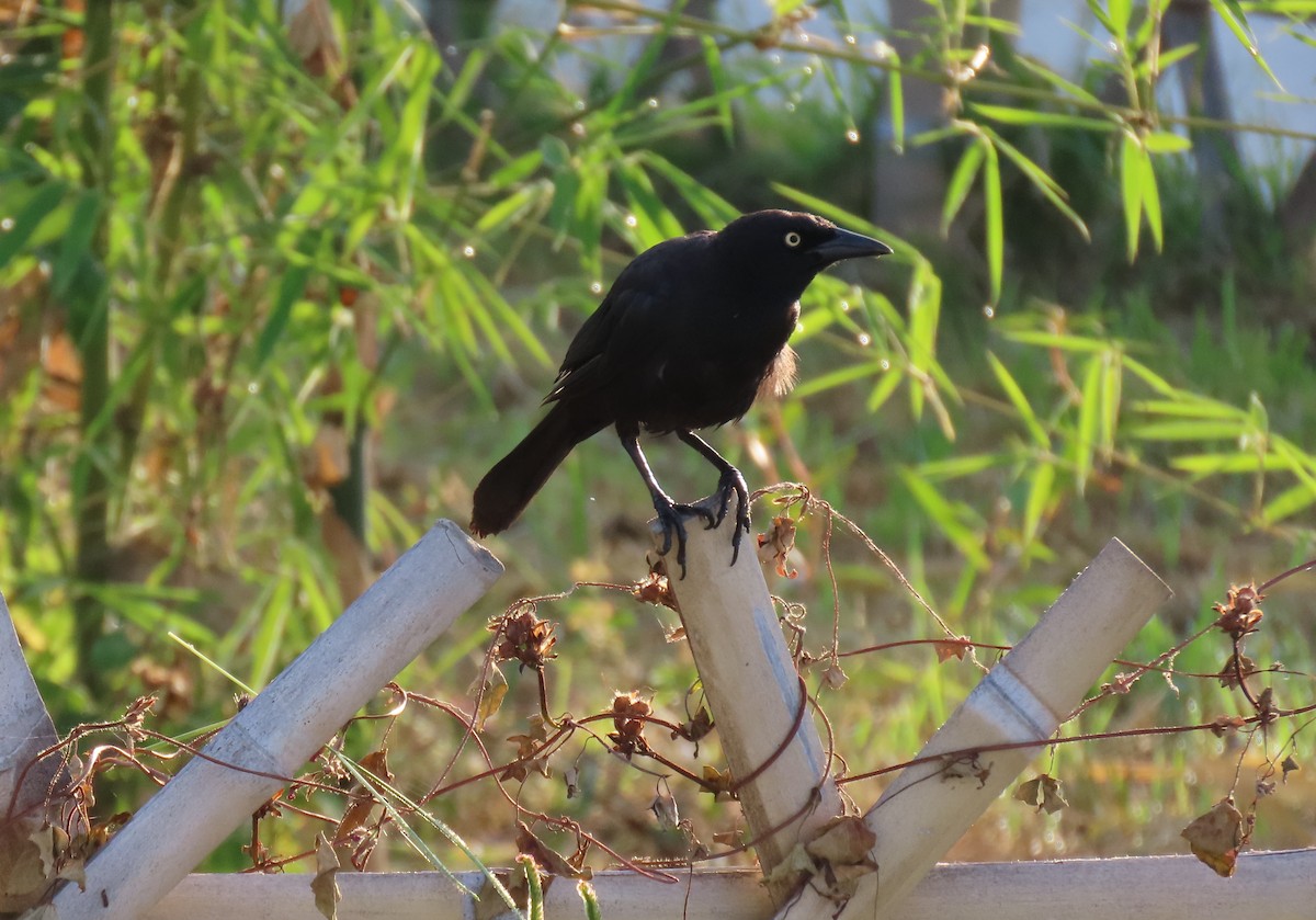 Carib Grackle - ML642833517