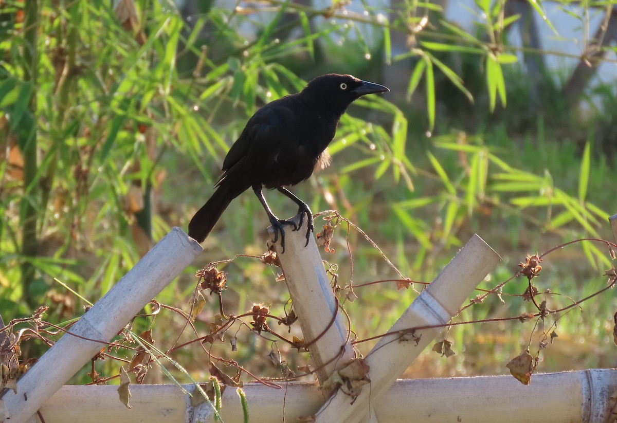 Carib Grackle - ML642833518