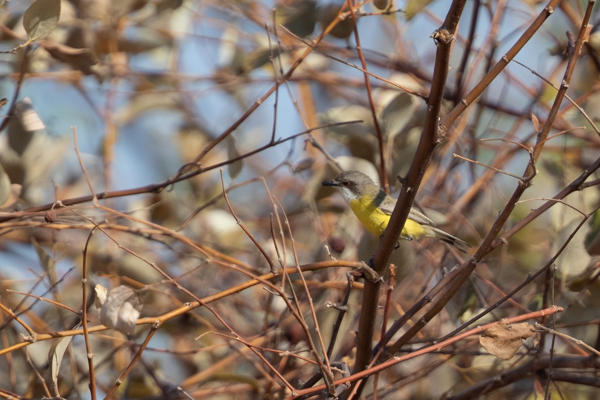 White-throated Gerygone - ML642833519